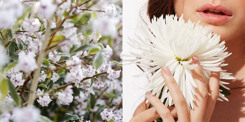 Scents Affect Scents Affect